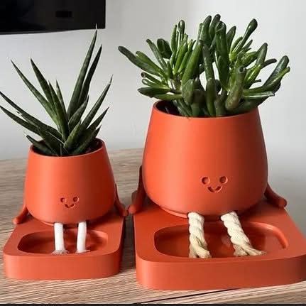 succulent sipper Sunny Sipper – Fillaflora
