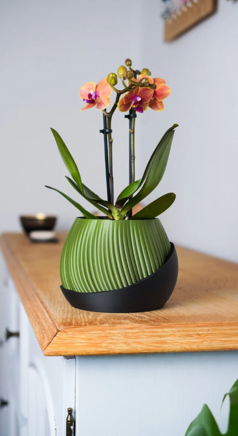 Bloomshell Planter